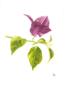 Realistic Watercolor of a purple bugambilia, with a white background by Roxana Macias.