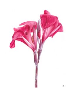 Realistic Watercolor of a red canna indica, with a white background by Roxana Macias.