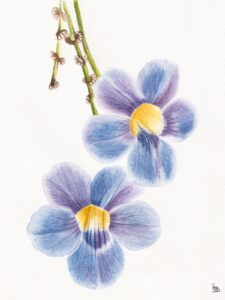 Realistic Watercolor of a blue Thunbergia Laurifolia, with a white background by Roxana Macias.