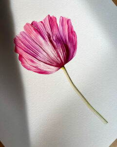 Realistic Watercolor of a pink tulip, without background by Roxana Macias.